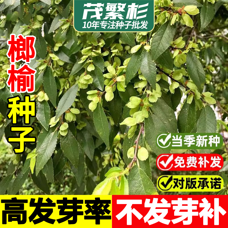 榔榆种子小叶榔榆庭院园林景观