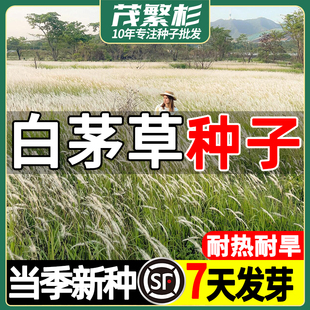 白茅草种子坟头山坡绿化针茅白毛草长镰草响铃草根种籽四季播易活