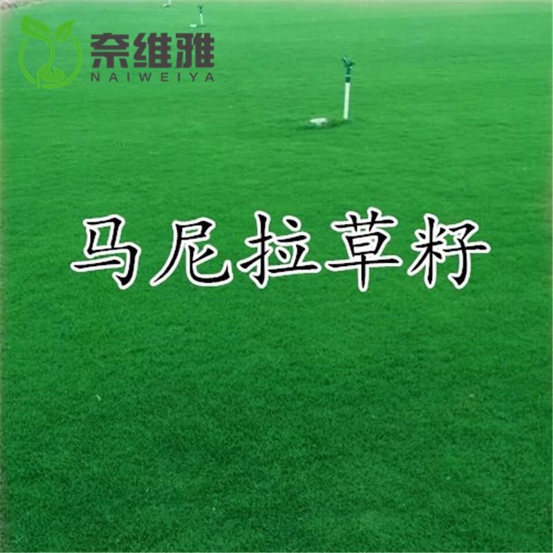 草坪种子不修剪草皮草种护坡固土四季常青马尼拉草籽庭院四季播种