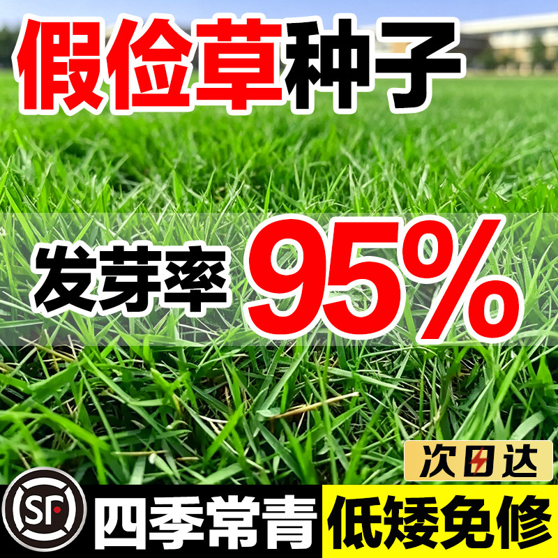 假俭草种子公园绿化发芽率高对版