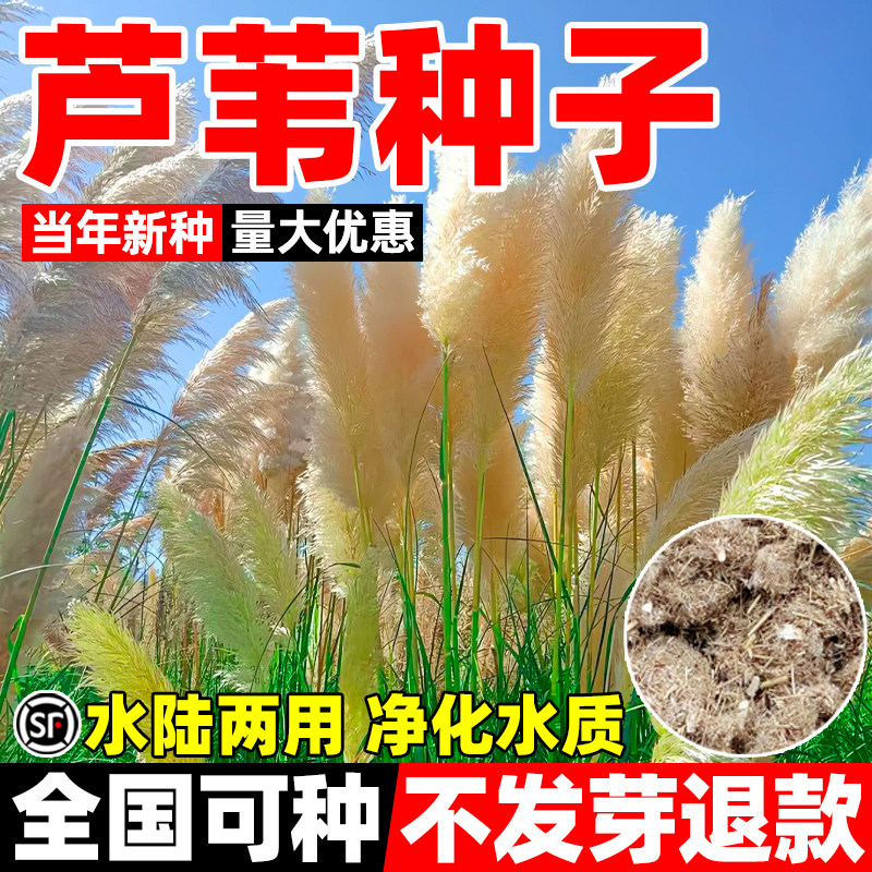 芦苇种子水生植物水草养虾鱼净化水质池塘水塘防泥土流失沙漠芦苇