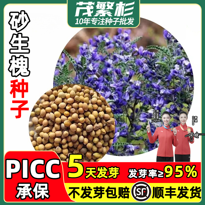 砂生槐种子林灌木籽花草种籽阳台沙土防风固沙田园绿化可欣赏庭院