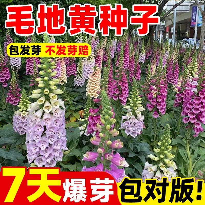 毛地黄种子钓吊钟柳花坛大型盆栽植物阳台庭院多年生耐寒花卉花籽