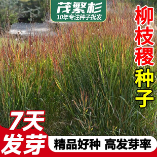 柳枝稷种子天然有机高产耐旱庭院绿化种盆栽花园景观植物四季易活