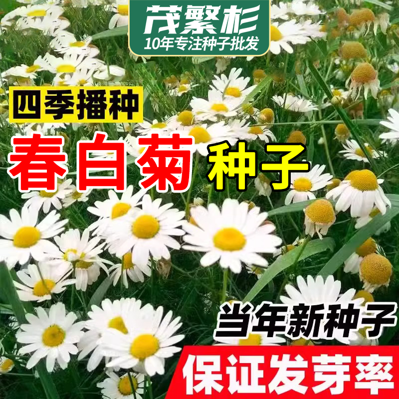 春白菊种子甘菊种子西洋甘菊花种四季播种阳台盆栽香草种子花籽子