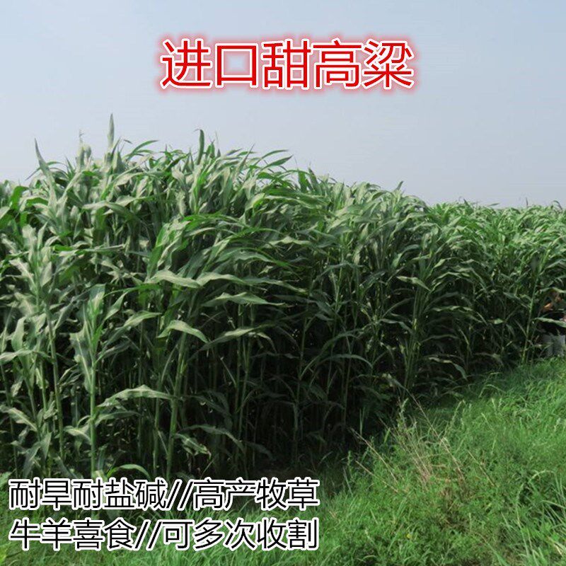 牧草种子南北方型大力士甜高粱饲用甜高粱牛羊鱼马猪草籽进口