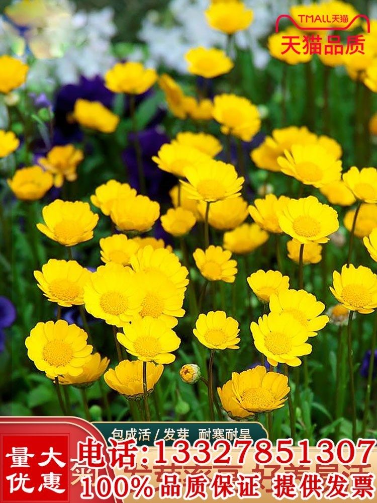黄晶菊种子花籽春俏菊秋播耐寒园林园艺庭院花卉景观花海菊花