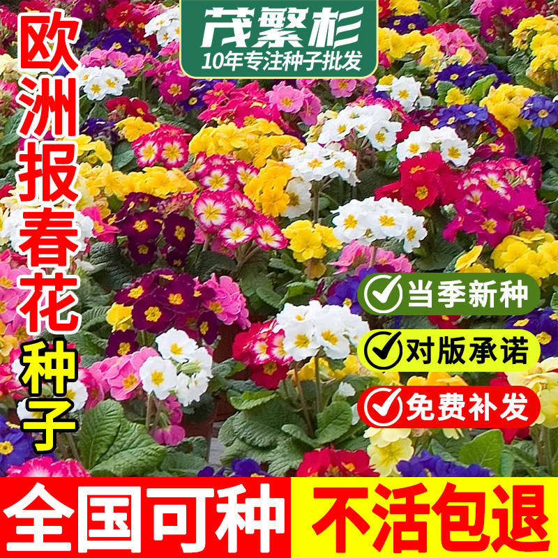 进口欧洲报春花观花种子四季播图片