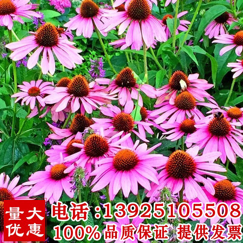 紫松果菊花种子四季种多年生耐寒花籽室外庭院阳台花卉盆栽种籽子