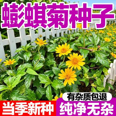 野生蟛蜞菊种子耐热耐寒复绿