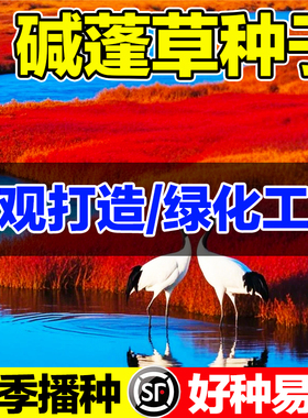 碱蓬草种子土壤改善红色翅碱蓬卤蓬沙荒地绿化耐盐碱植物土壤改良