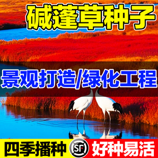 碱蓬草种子土壤改善红色翅碱蓬卤蓬沙荒地绿化耐盐碱植物土壤改良