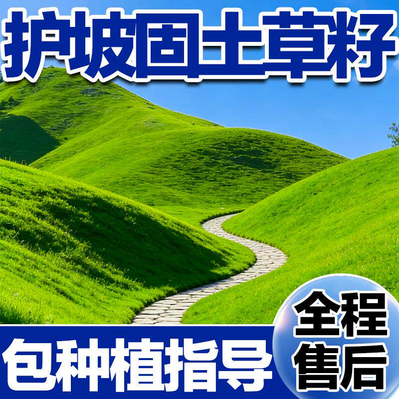 高速护坡四季常青耐践踏草籽