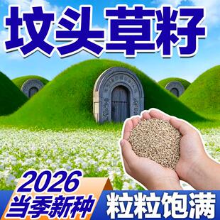 坟头草籽耐寒耐阴墓地绿化长镰草籽多年生响铃草草籽坟地清明草籽
