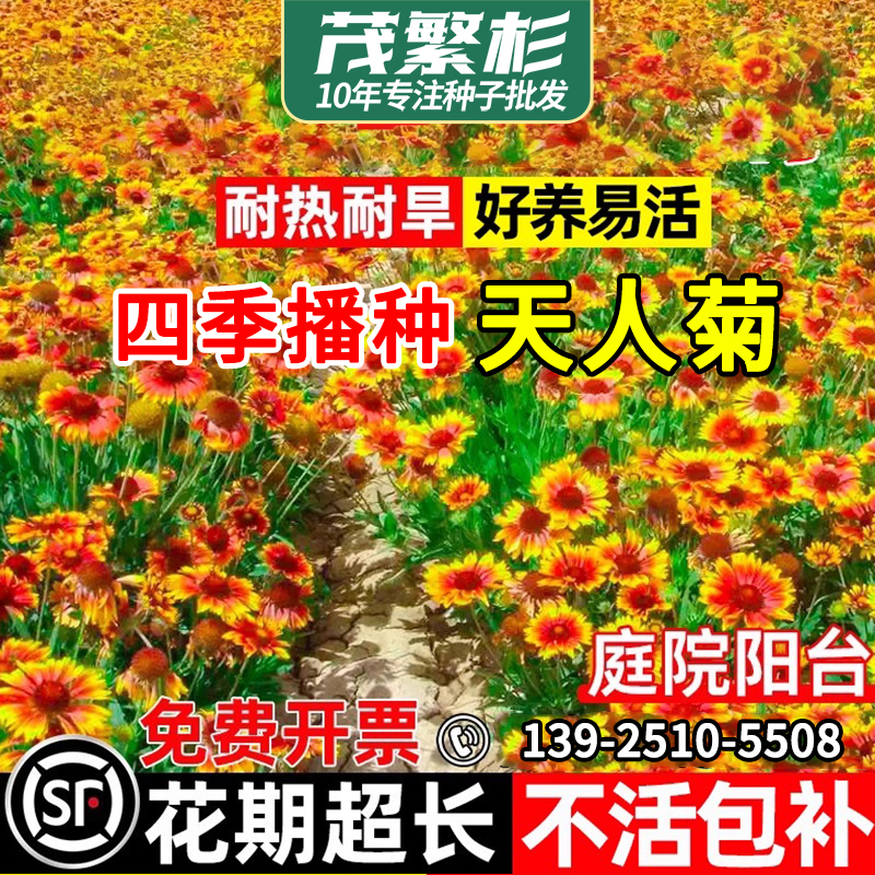 天人菊种子秋播草花种子
