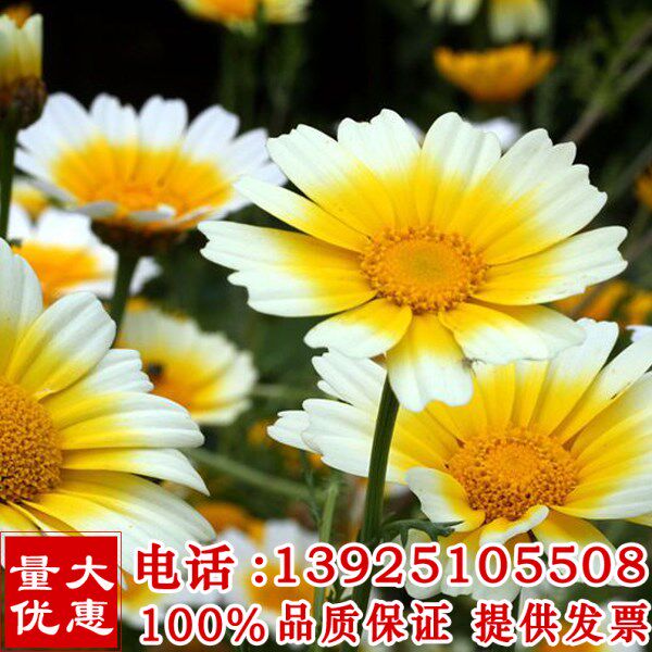 茼蒿菊种子木茼蒿多年生宿根花草种子木春菊种子景观花海易种包邮