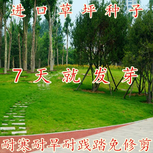 早熟禾草种子进口四季青草坪草籽不修剪绿化草皮护坡草籽耐寒包邮