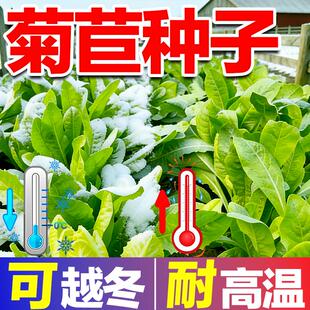 四季高产菊苣牧草种子多年生耐寒耐旱猪牛羊鸡鸭鹅鱼畜禽养殖草种