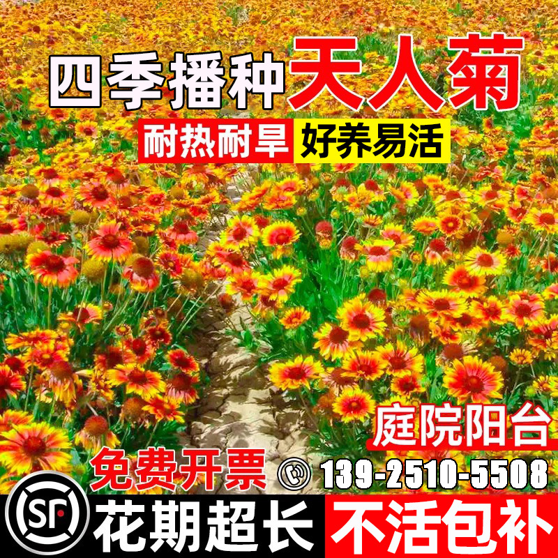 宿根天人菊种子多年生花种