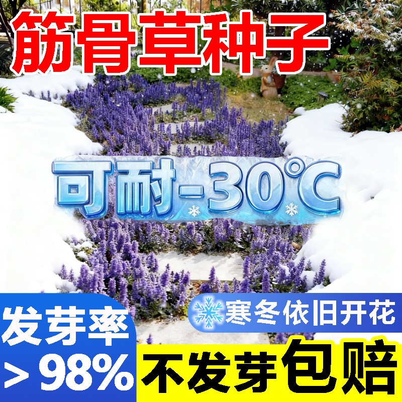 筋骨草花种子籽多年生四季常绿