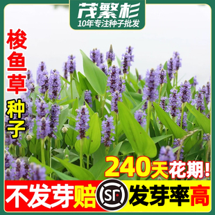 梭鱼草种子再力花黄菖蒲水草种籽孑水生植物四季种植净水湿地池塘