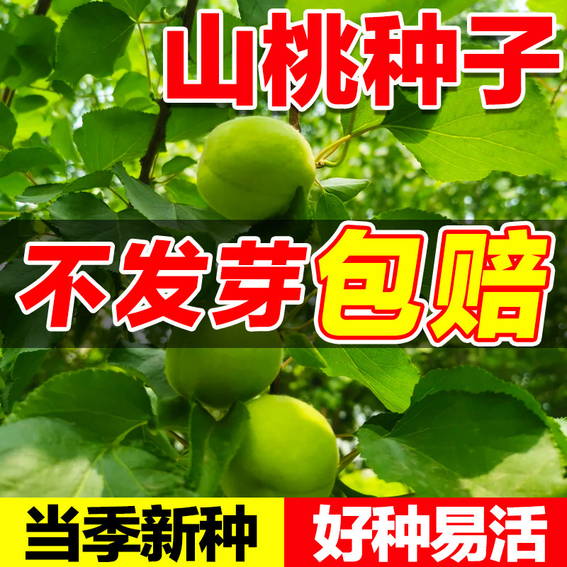 山桃种子新采野生山桃种子四季种易活阳台庭院观赏果树苗桃树种籽