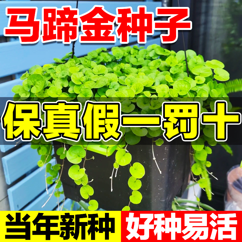 马蹄金种子好种易活假一赔十