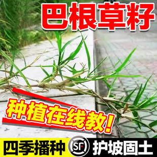 巴根草籽铁线草籽牛筋草护坡草籽爬地草绊根草护坡种子防水土流失