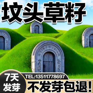 坟头草草籽墓地耐贫瘠响铃草长镰草四季常绿易养护多年生草坪种子