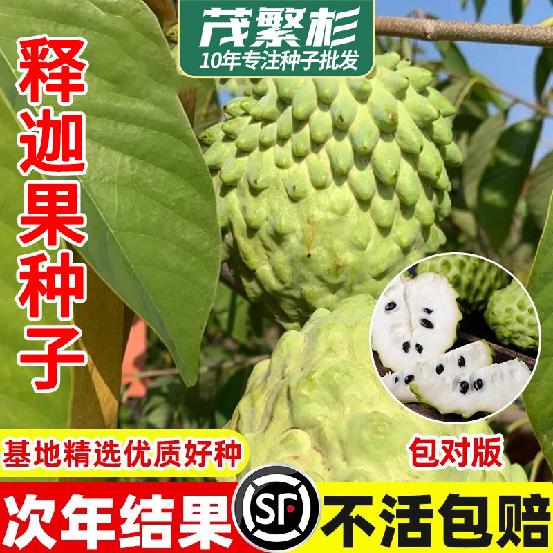 释迦果种子番荔枝种子赖球果佛头果释迦果林檎种籽四季播种果树种