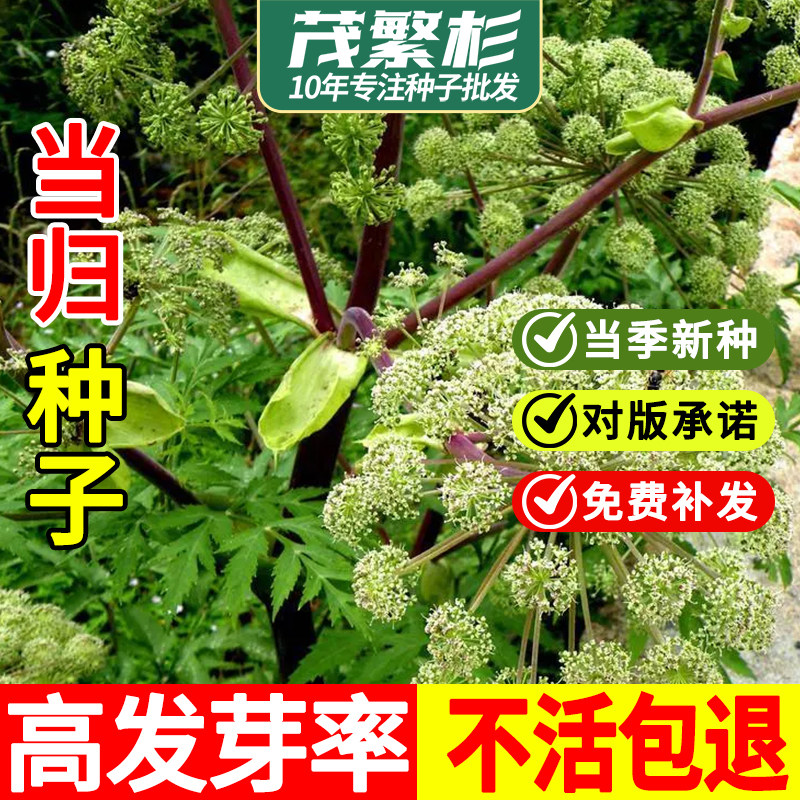 养生保健种子四季食用图片