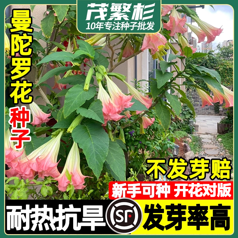 多年生曼陀罗花四季室内阳台庭院