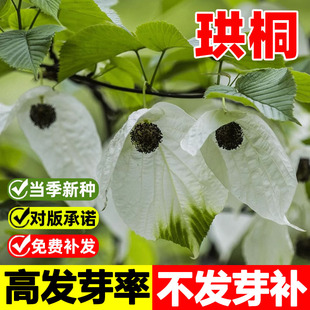 珙桐种子梧桐树种籽多年生林木种子四季播种鸽子树种子鸽子花树种