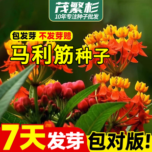 马利筋种子驱蛇蚊虫金凤花草花籽可切花室外庭院护坡路边阳台盆栽