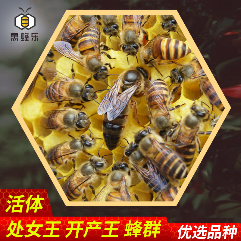 中蜂蜂王蜜蜂活体种王高产蜂王蜜蜂种蜂群新处王开产王原箱原群