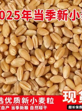 精制去壳小麦仁5斤新小麦煮粥脱皮新鲜谷物麦子新货食用五谷杂粮