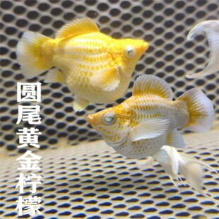 Molly钻石眼三色玛丽球鱼柠檬水墨黄金樱花虎皮热带淡水观赏鱼苗