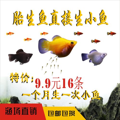 热带鱼公母玛丽鱼淡水胎生鱼