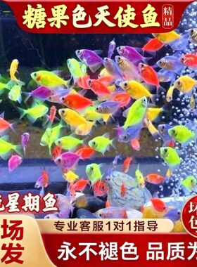 天使鱼观赏鱼活鱼群游活体斑马鱼孔雀鱼热带鱼小型鱼淡水好养耐活