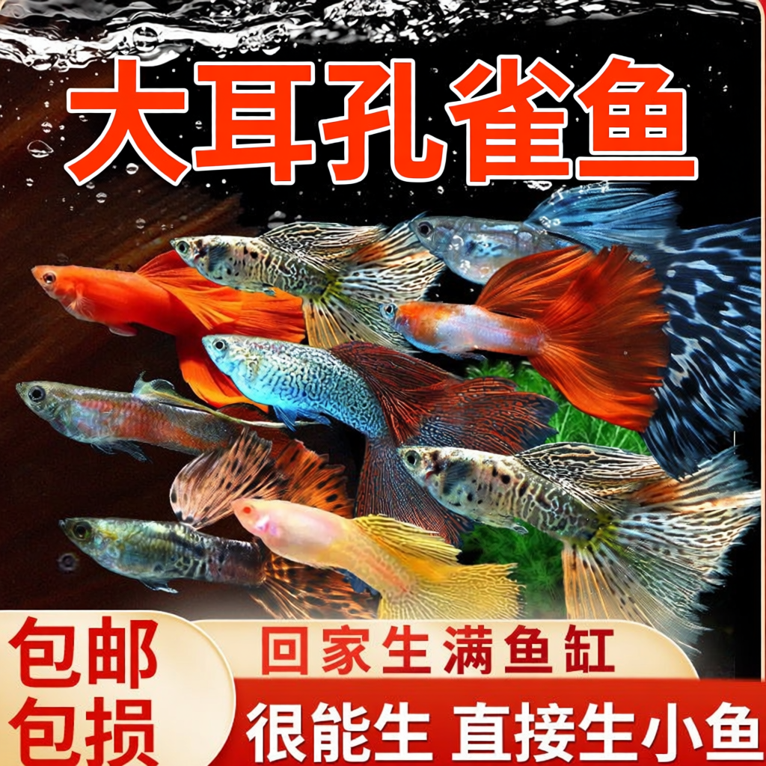 孔雀鱼大耳马赛克淡水易繁殖耐活体好养纯种小型胎生观赏鱼热带鱼