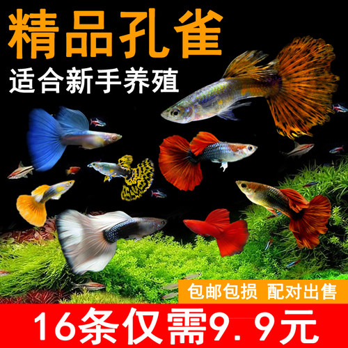 孔雀鱼热带鱼胎生鱼新手不用打氧