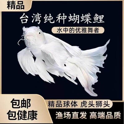 台湾蝴蝶鲤好养冷水耐活