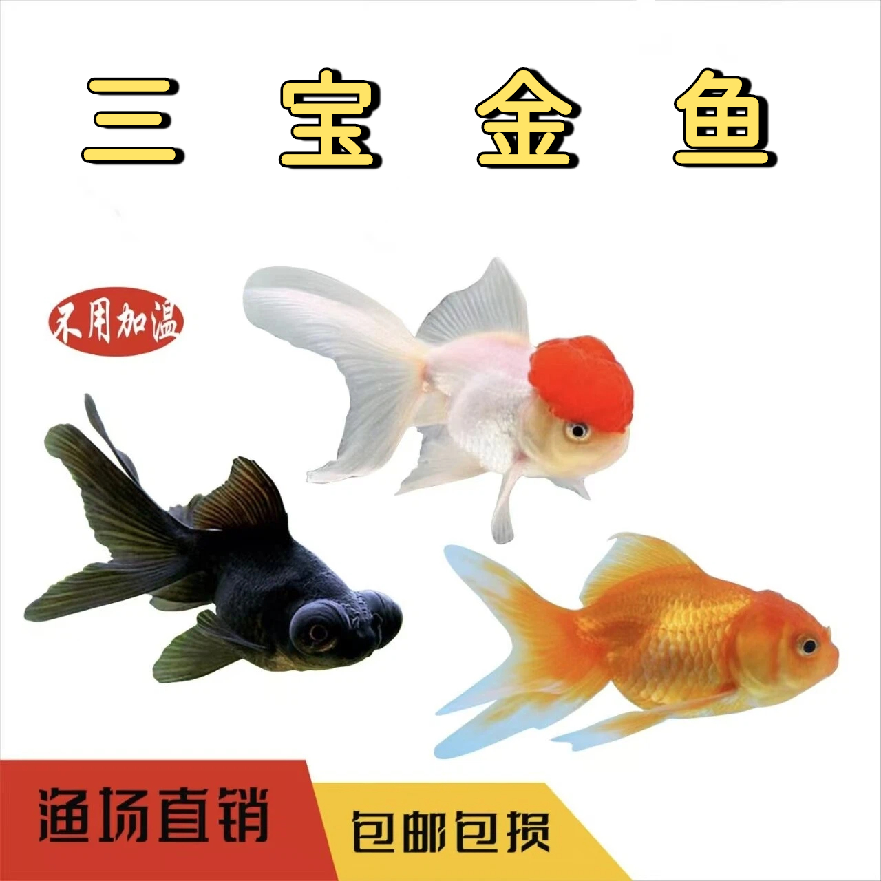 鸿运当头金鱼淡水冷水鱼不用加温