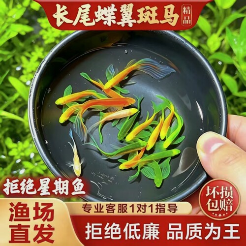 网红七彩斑马鱼长尾蝶翼观赏鱼