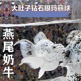 Molly钻石眼玛丽鱼瓷白柠檬黄玛丽奶牛胎生鱼燕尾玛丽球包邮包损