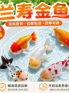 兰寿金鱼冷水鱼冬天不用加温好养
