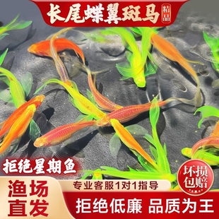 七彩斑马鱼网红灯鱼长尾蝶翼斑马小型热带观赏鱼红蓝斑马鱼金鱼苗