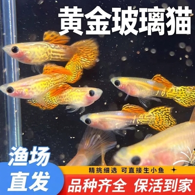 纯种大尾巴玻璃猫孔雀鱼活体胎生