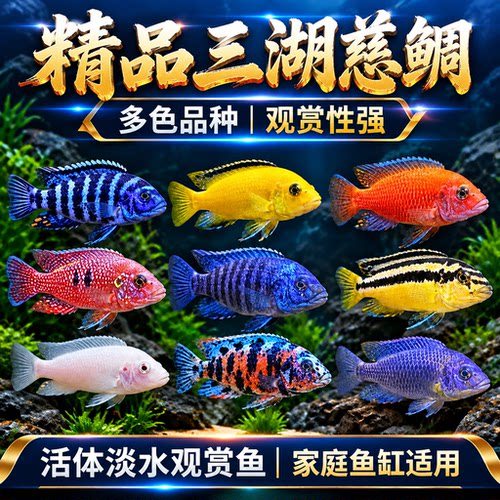 三湖慈鲷淡水热带观赏鱼好养