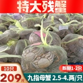 江苏精选九指蟹鲜活大闸蟹家庭装 新鲜捕捞河蟹残蟹特大全公满黄